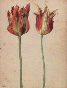 Two Tulips Georg Flegel